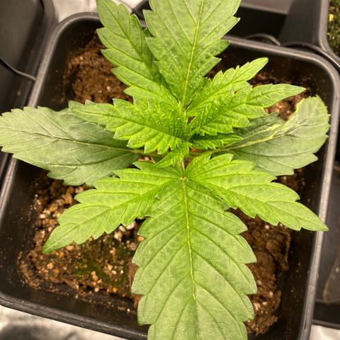 Ak 420 // big One  growlog timeline photo