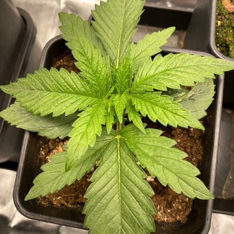 Ak 420 // big One  growlog timeline photo