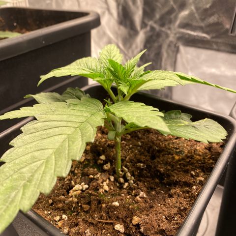 Ak 420 // big One  growlog timeline photo