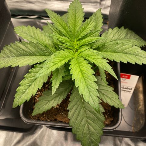 Ak 420 // big One  growlog timeline photo