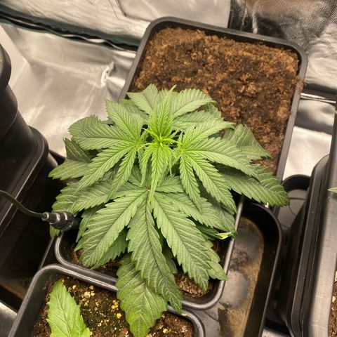 Ak 420 // big One  growlog timeline photo