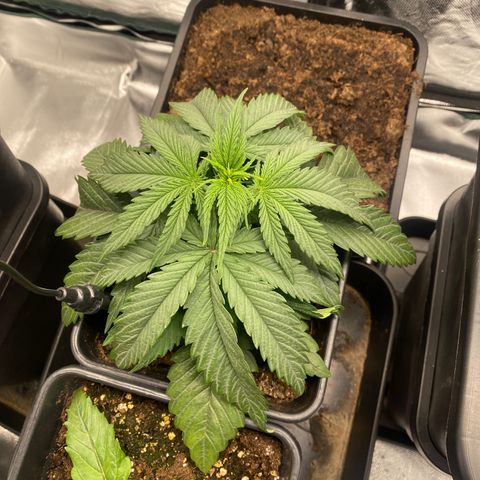 Ak 420 // big One  growlog timeline photo