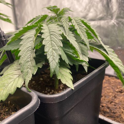 Ak 420 // big One  growlog timeline photo