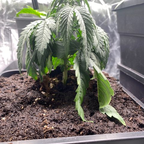 Ak 420 // big One  growlog timeline photo