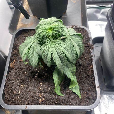 Ak 420 // big One  growlog timeline photo