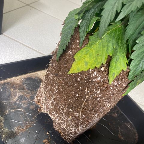 Ak 420 // big One  growlog timeline photo