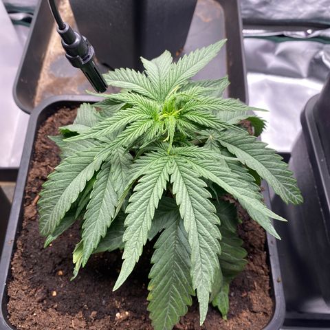 Ak 420 // big One  growlog timeline photo