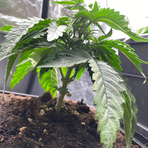 Ak 420 // big One  growlog timeline photo