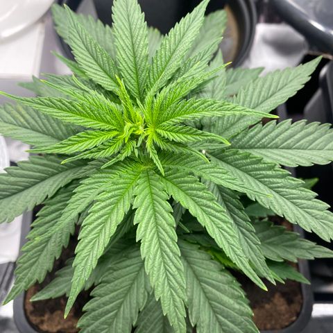 Ak 420 // big One  growlog timeline photo