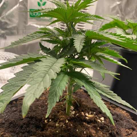 Ak 420 // big One  growlog timeline photo