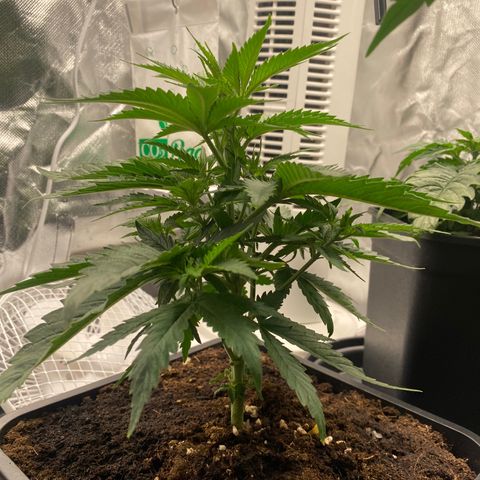 Ak 420 // big One  growlog timeline photo