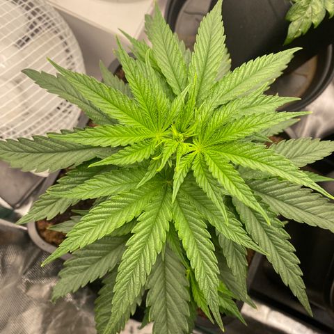 Ak 420 // big One  growlog timeline photo
