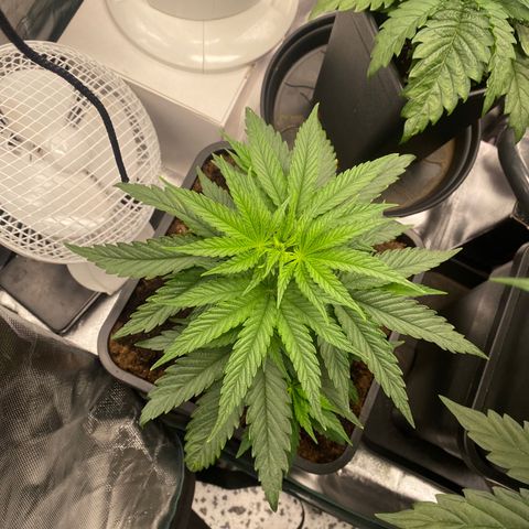 Ak 420 // big One  growlog timeline photo