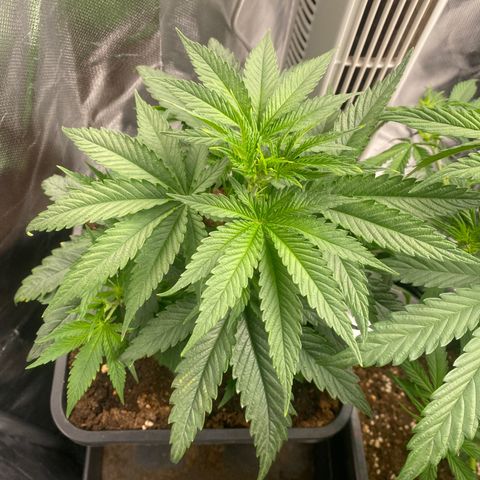 Ak 420 // big One  growlog timeline photo