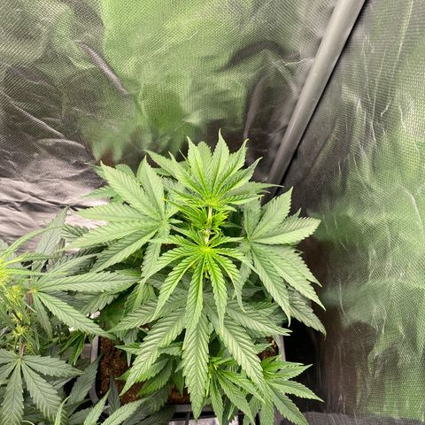 Ak 420 // big One  growlog timeline photo