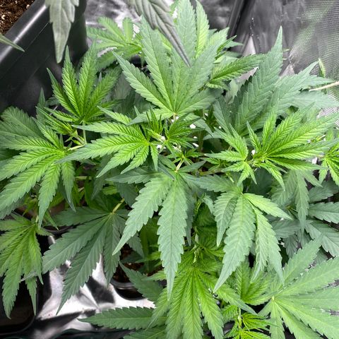 Ak 420 // big One  growlog timeline photo