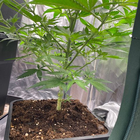 Ak 420 // big One  growlog timeline photo