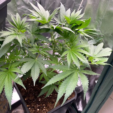 Ak 420 // big One  growlog timeline photo