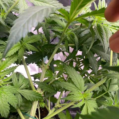 Ak 420 // big One  growlog timeline photo