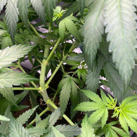 Ak 420 // big One  growlog timeline photo