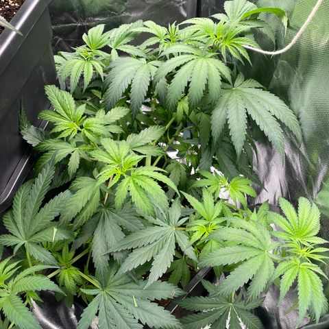Ak 420 // big One  growlog timeline photo
