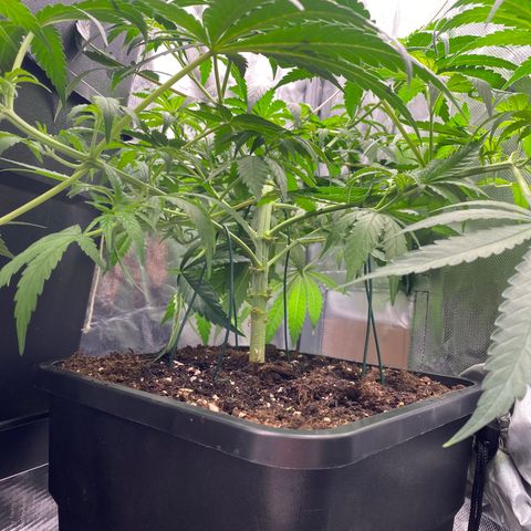 Ak 420 // big One  growlog timeline photo