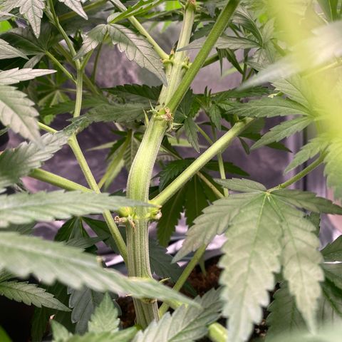 Ak 420 // big One  growlog timeline photo
