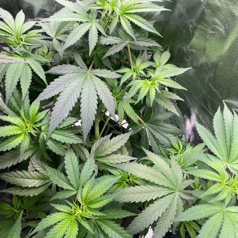 Ak 420 // big One  growlog timeline photo