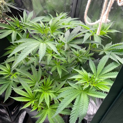 Ak 420 // big One  growlog timeline photo