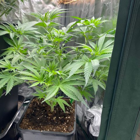 Ak 420 // big One  growlog timeline photo
