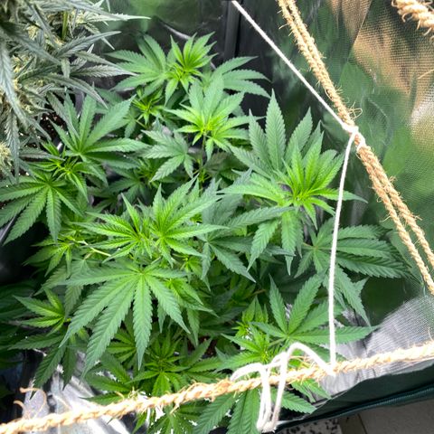 Ak 420 // big One  growlog timeline photo