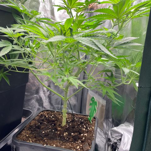 Ak 420 // big One  growlog timeline photo