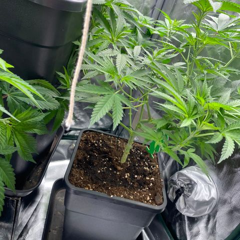 Ak 420 // big One  growlog timeline photo
