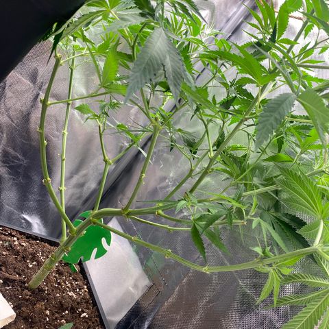Ak 420 // big One  growlog timeline photo