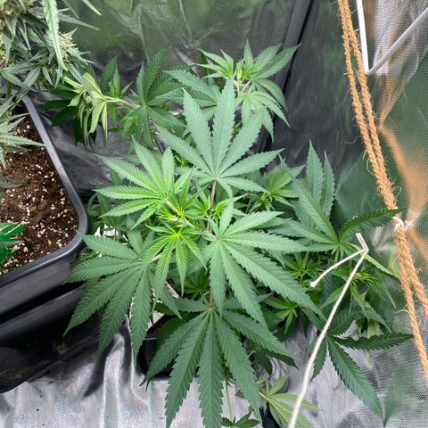 Ak 420 // big One  growlog timeline photo