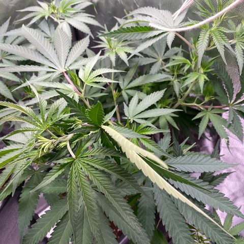 Ak 420 // big One  growlog timeline photo