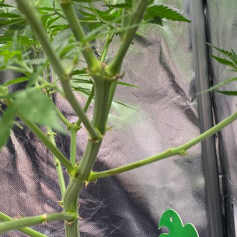 Ak 420 // big One  growlog timeline photo