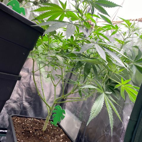 Ak 420 // big One  growlog timeline photo