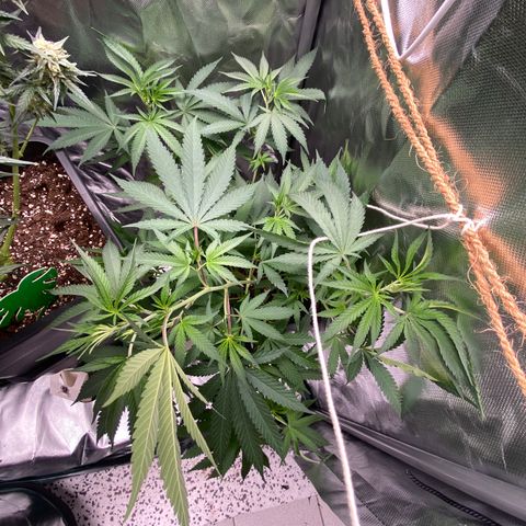 Ak 420 // big One  growlog timeline photo