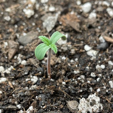 Indica Northern Lights growlog photo: Lights on 24, keeping lights low to keep from stretching 3-4”