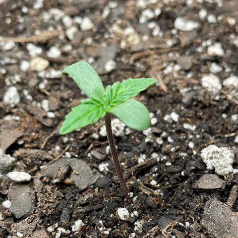 Indica Northern Lights growlog photo: Growing fast!