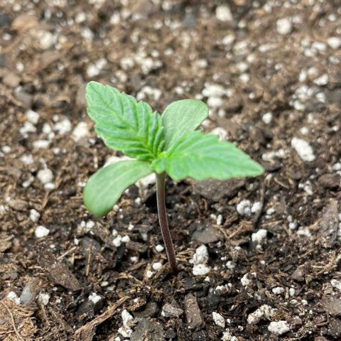 Indica Northern Lights growlog timeline photo