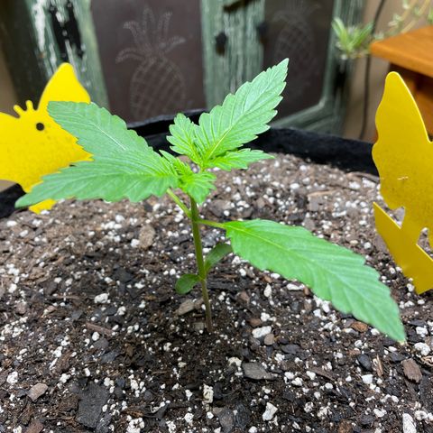 Indica Northern Lights growlog timeline photo
