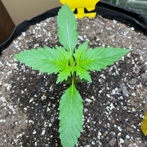 Indica Northern Lights growlog timeline photo