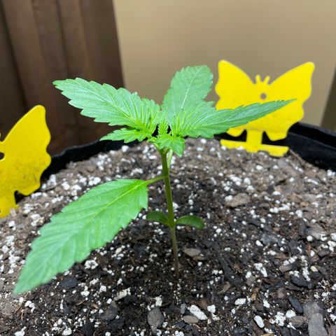 Indica Northern Lights growlog timeline photo