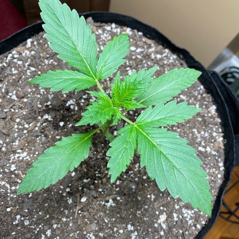 Indica Northern Lights growlog timeline photo