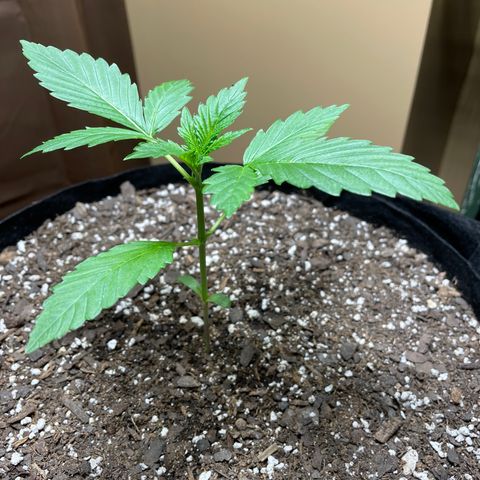 Indica Northern Lights growlog timeline photo