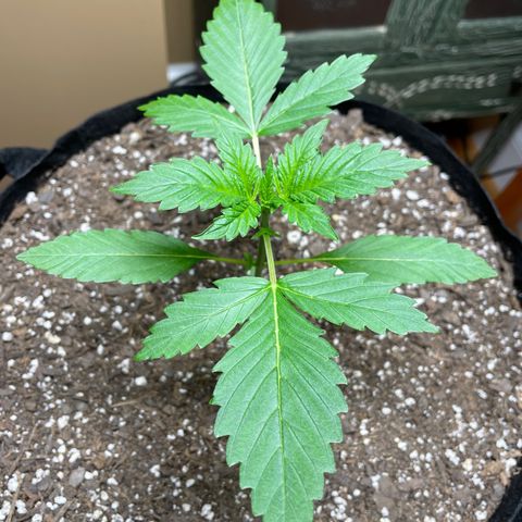 Indica Northern Lights growlog timeline photo