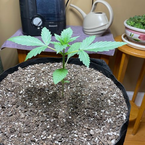 Indica Northern Lights growlog timeline photo