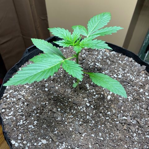 Indica Northern Lights growlog timeline photo